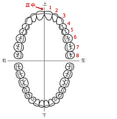 歯の名称