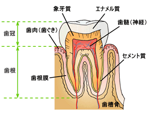 歯の構造